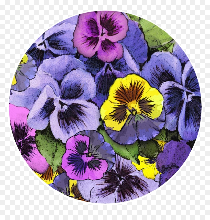 Screen Door, HD Png Download - pansies png