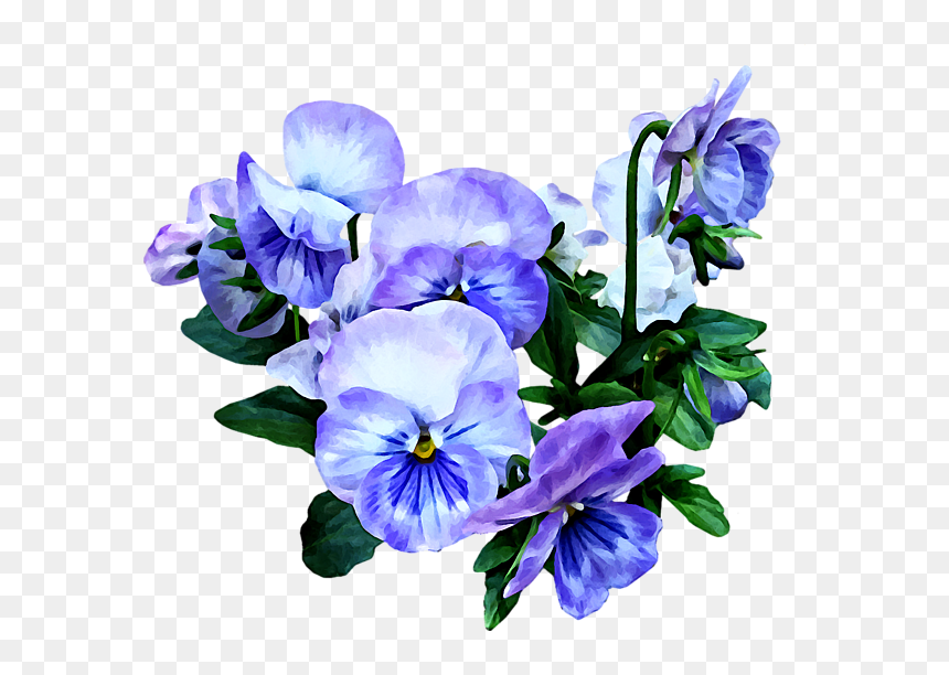 Pansy, HD Png Download - pansies png