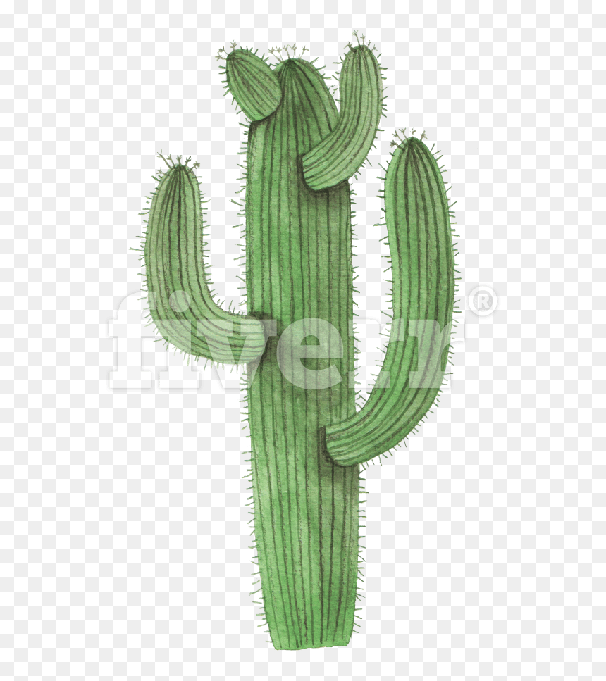 Cactus , Png Download - San Pedro Cactus, Transparent Png - cactus.png
