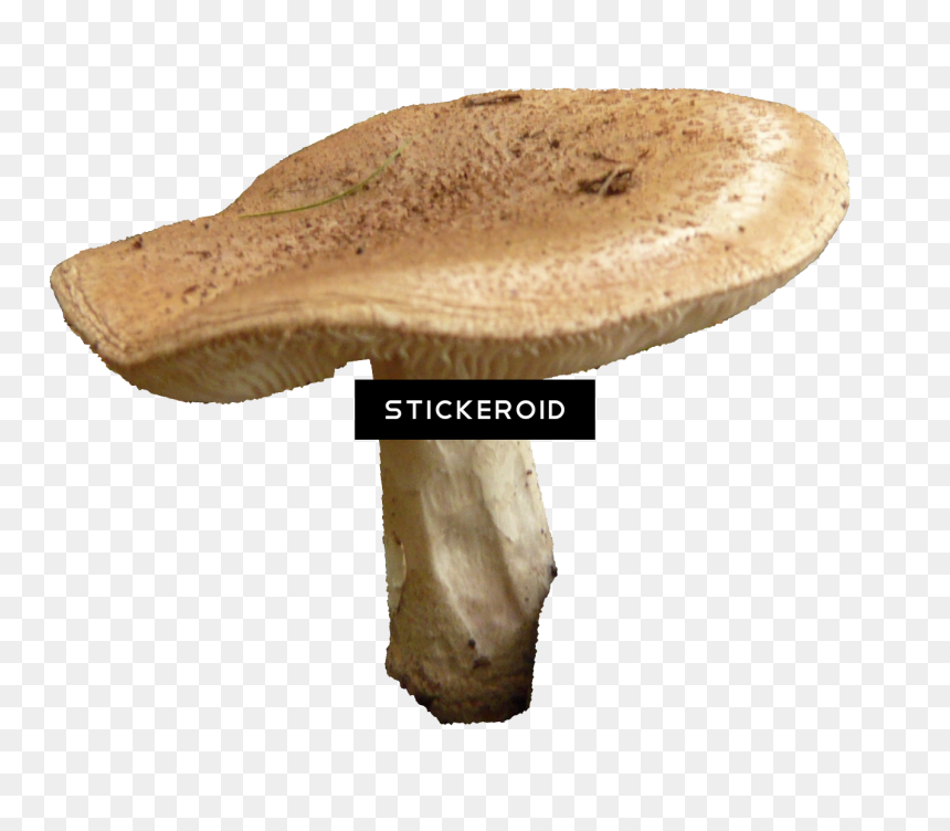 Shiitake , Png Download - Shiitake, Transparent Png - shiitake mushroom png