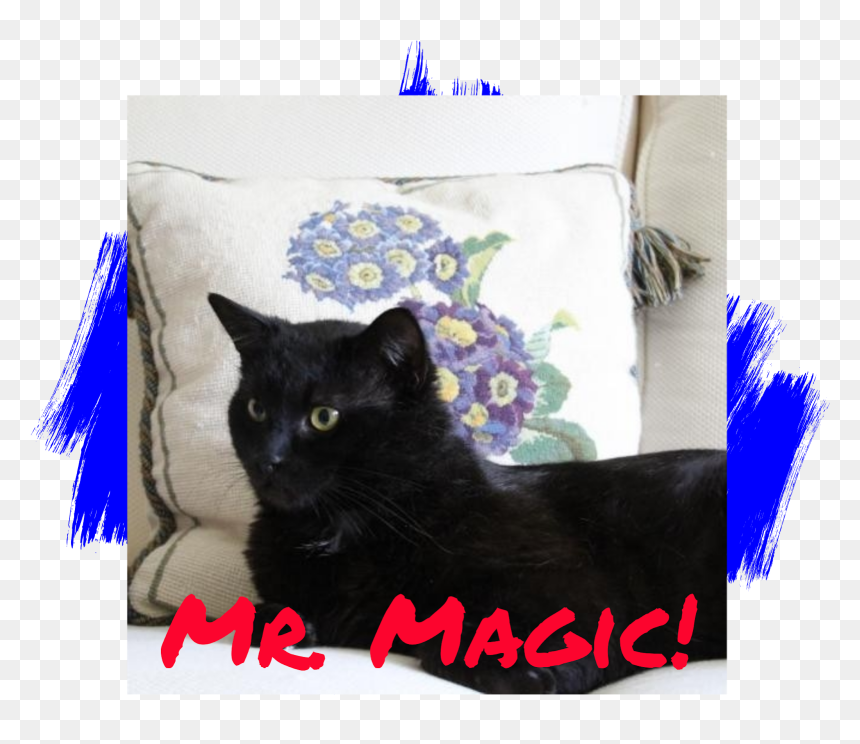 Cat Adoption - Black Cat, HD Png Download - black cat ears png