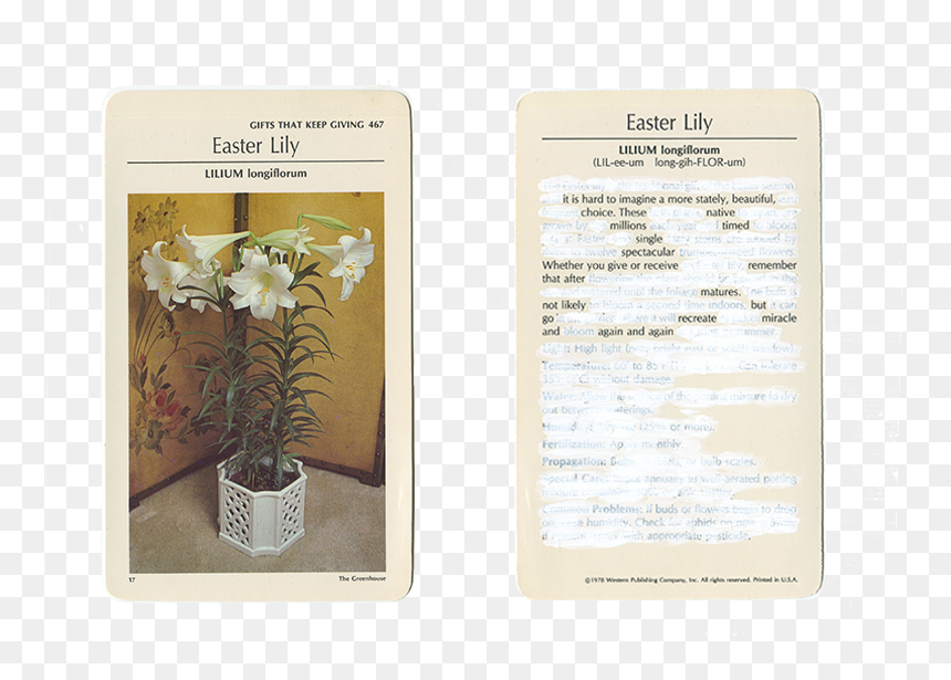 Lily, HD Png Download - easter lilies png