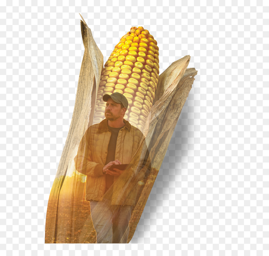 Dyna-gro - Corn On The Cob, HD Png Download - corn kernel png