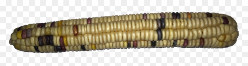 White - Corn Kernels, HD Png Download - corn kernel png