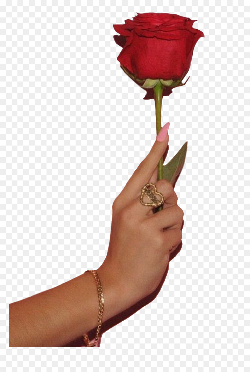 #hand #hands #flower #rose #rings #jewelry #png #pngs - Garden Roses, Transparent Png - flower cross png
