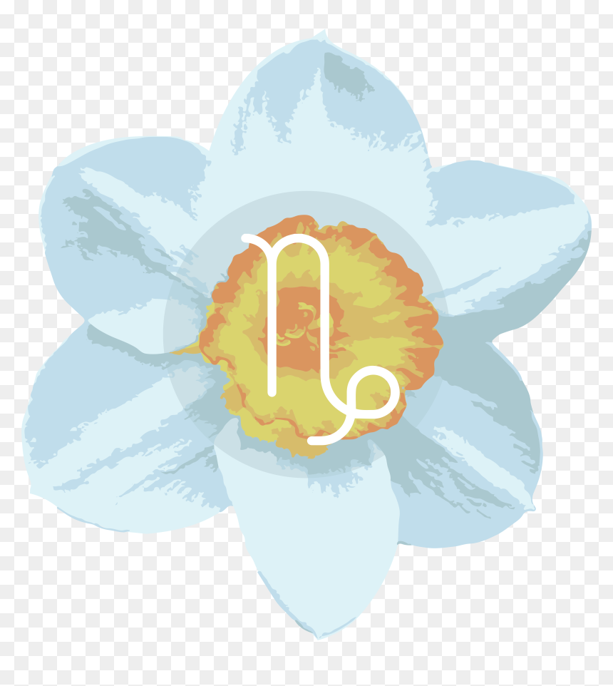 Cattleya, HD Png Download - narcissus png