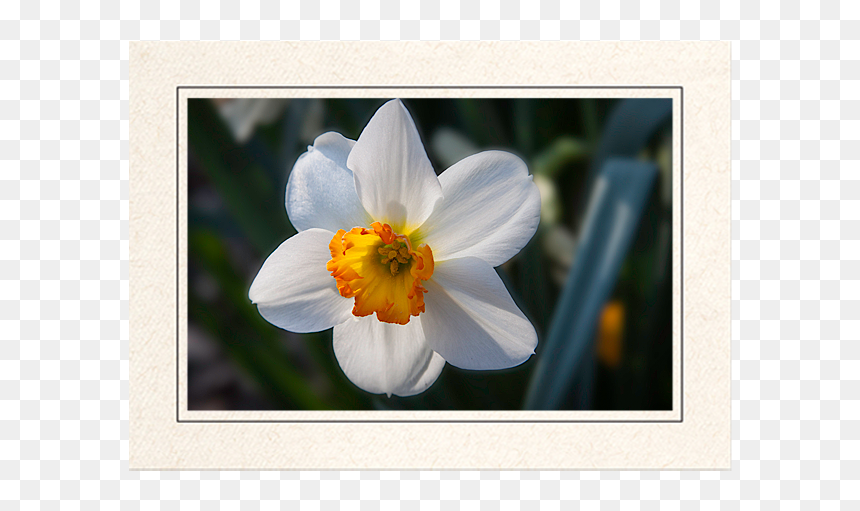 Daffodi - Picture Frame, HD Png Download - narcissus png
