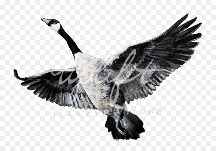 Goose - Canada Goose, HD Png Download - geese flying png