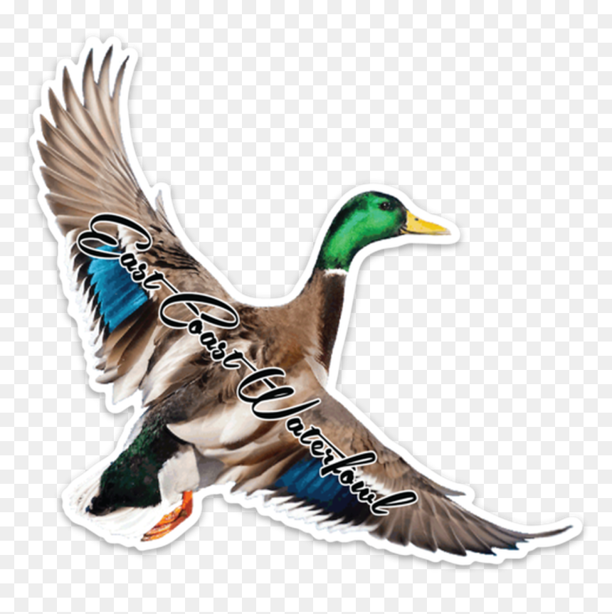 Mallard, HD Png Download - geese flying png