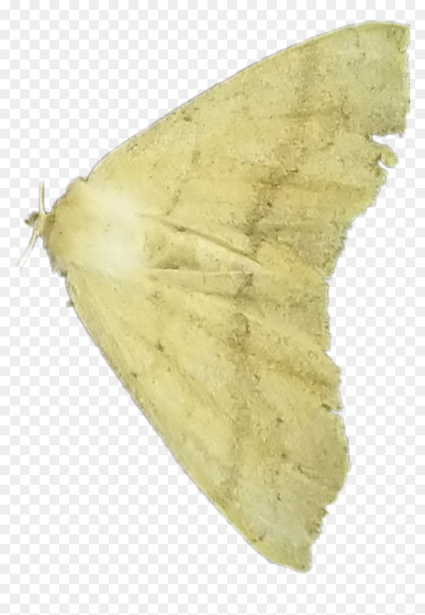 #mothwings - Moth, HD Png Download - moth wings png