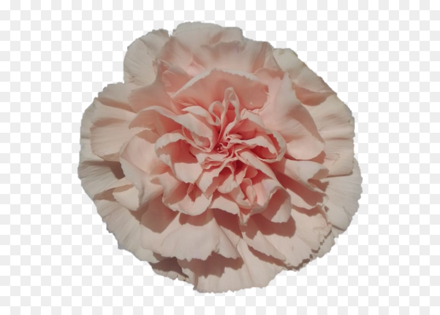 Novia 14ea20a22 F2c6 2fff C017 9e39f7dd0e99 - Carnation, HD Png Download - carnations png