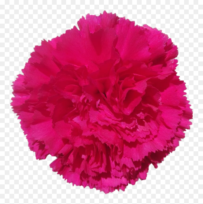 Bizet 15e12873b 83a8 83e7 07dc 8770084365f1 - Carnation, HD Png Download - carnations png