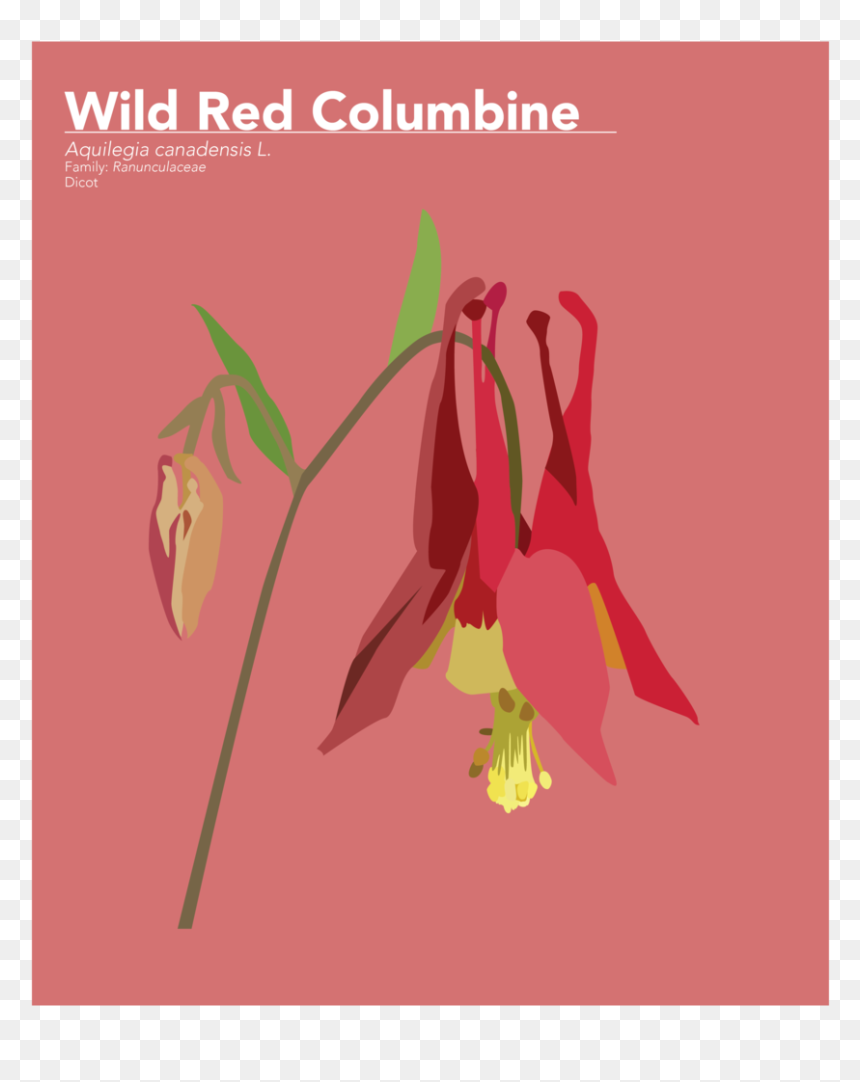 Plants-01, HD Png Download - columbine png