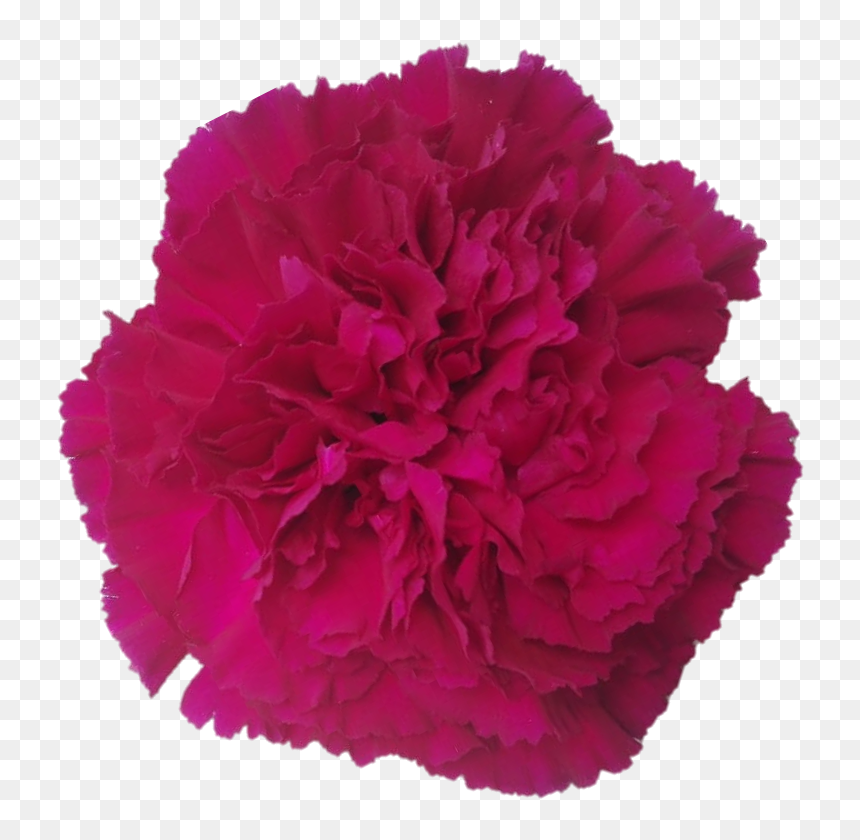 Goleme96d6976 55b7 E2ca 5e8e F08ad9be8755 - Carnation, HD Png Download - carnations png