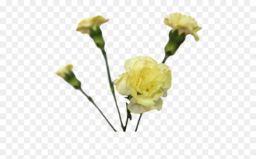 Carnation, HD Png Download - carnations png