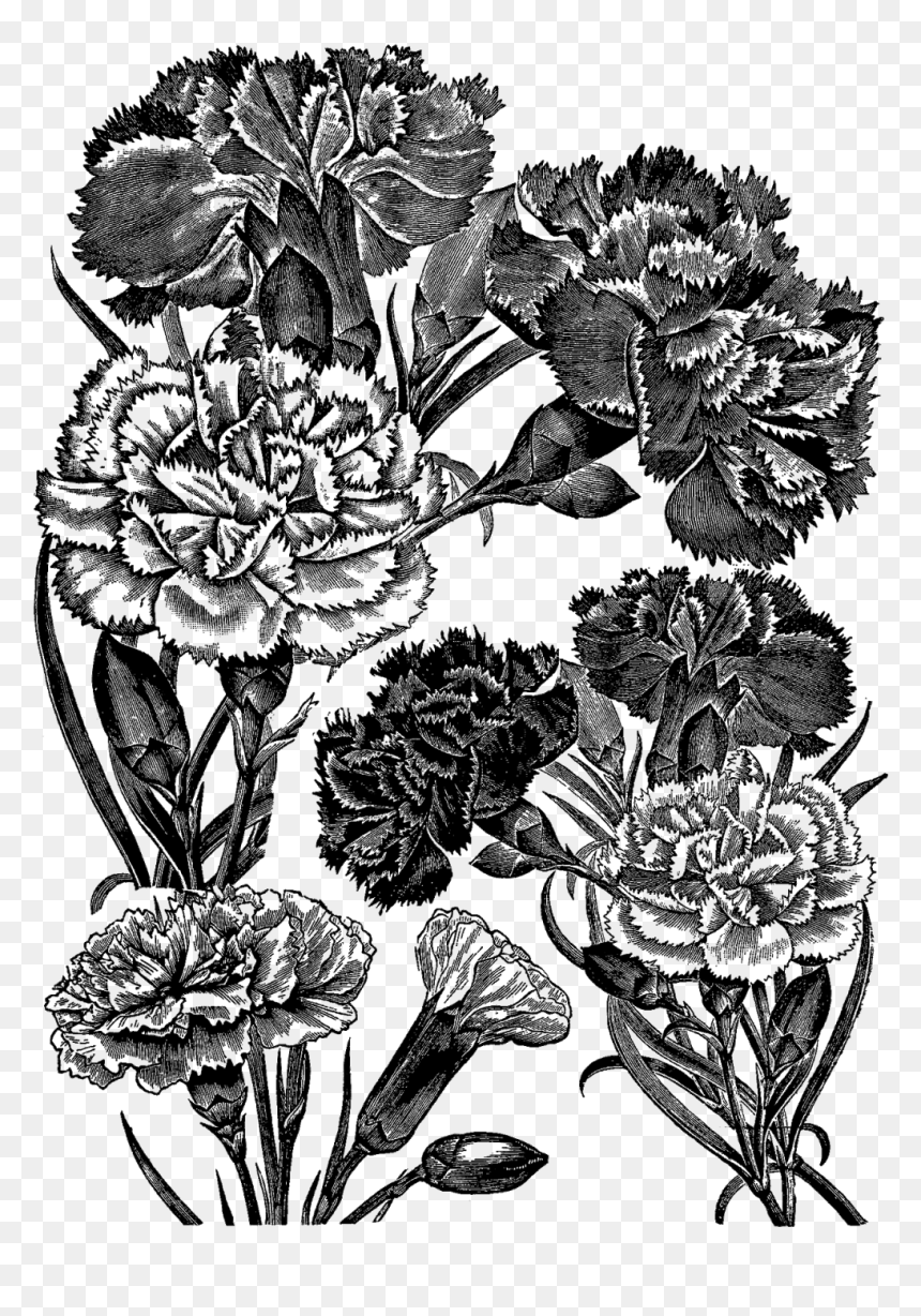 Floral Design, HD Png Download - carnations png