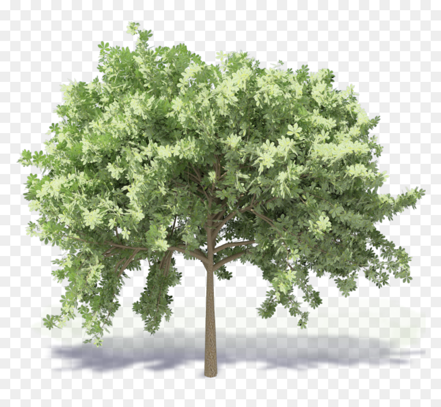 Chestnut Tree - Fig Tree Revit, HD Png Download - chestnut png