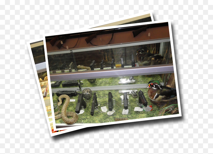 Wood Duck, HD Png Download - cash cow png
