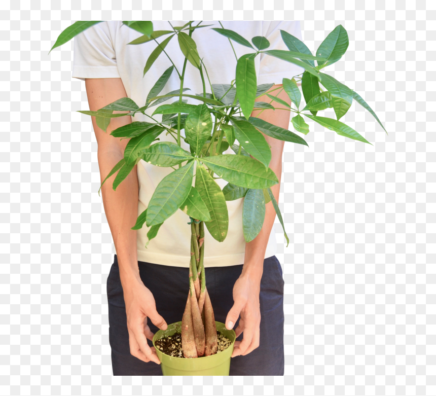 Money Tree "guiana Chestnut - Houseplant, HD Png Download - chestnut png