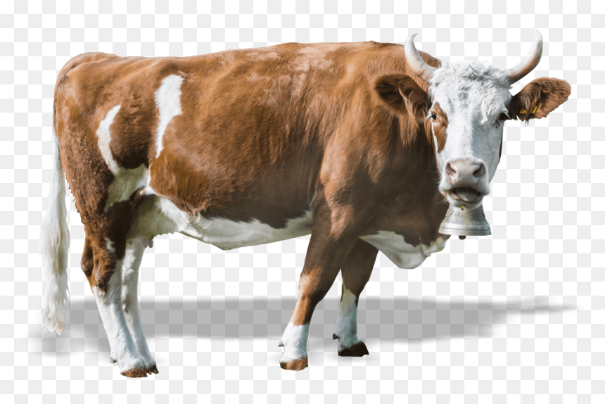 Cropped Cow, HD Png Download - cash cow png