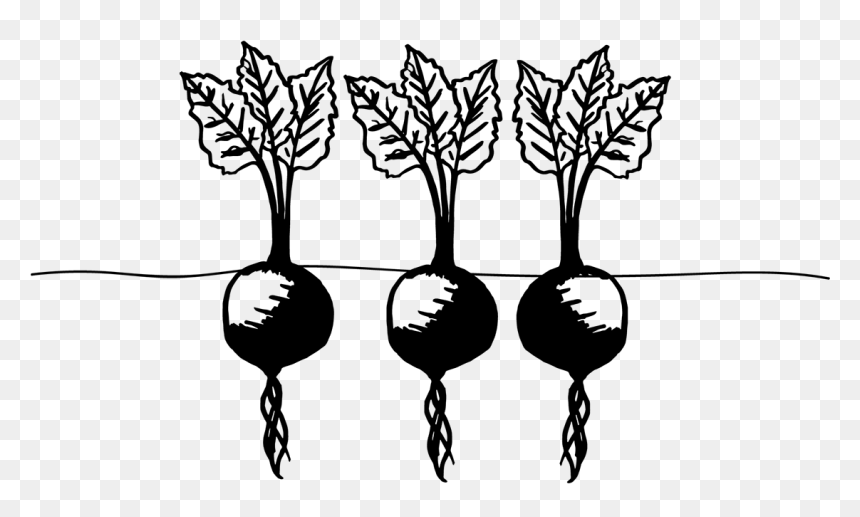 Png Cherry Belle Radish Drawing, Transparent Png - radishes png