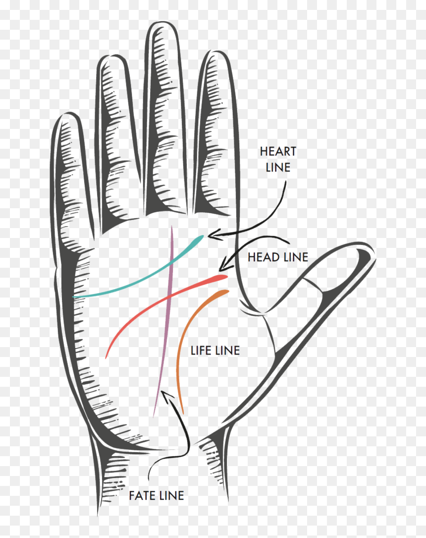 Be Your Own Palm Reader - Drawing, HD Png Download - life line png