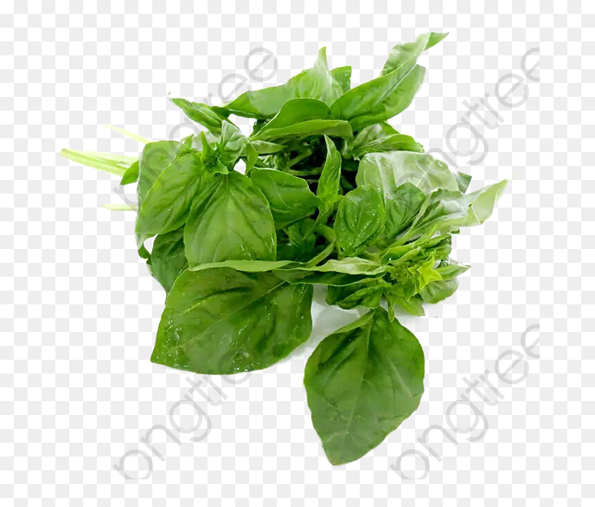 Transparent Herbs Clipart - Basil Leaves Png, Png Download - spinach leaf png