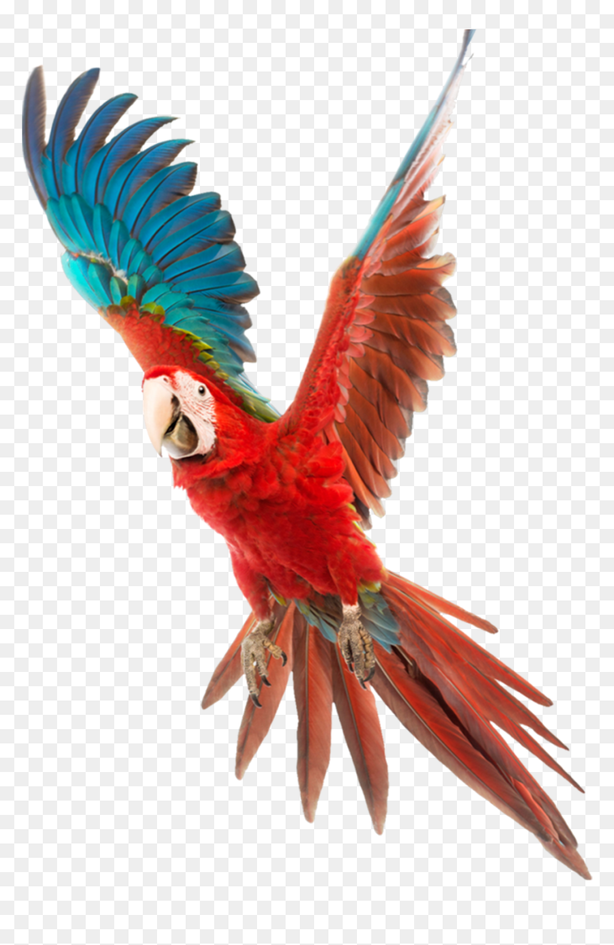 Vector Free Download Bird Budgerigar Cockatiel Cage - Flying Parrot Png, Transparent Png - cockatiel png