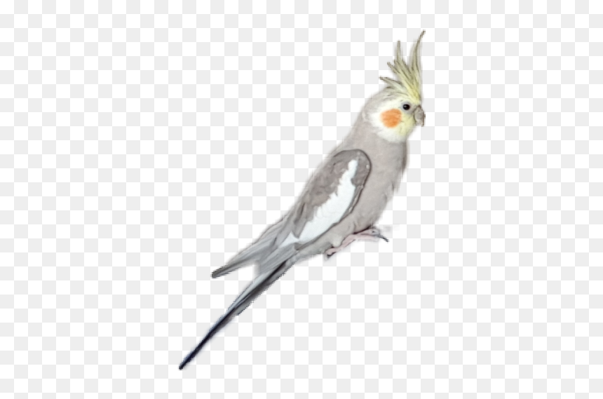 #cockatiel #parrot - Cockatiel, HD Png Download - cockatiel png