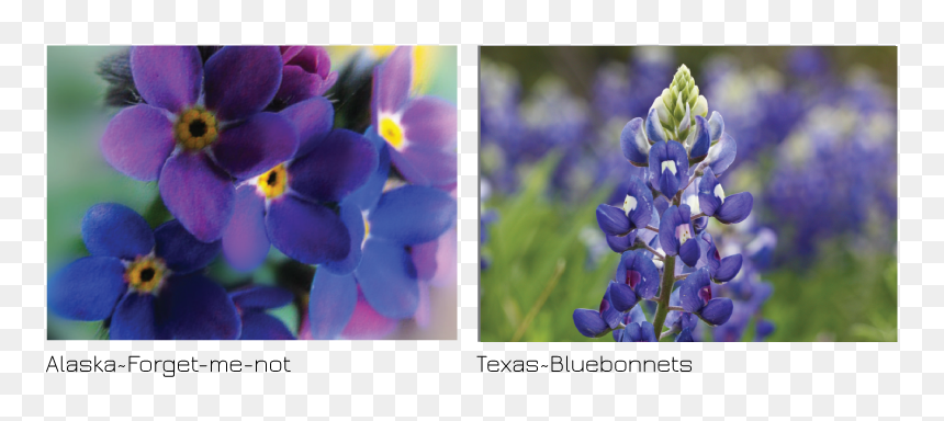 Texas Bluebonnet, HD Png Download - bluebonnets png