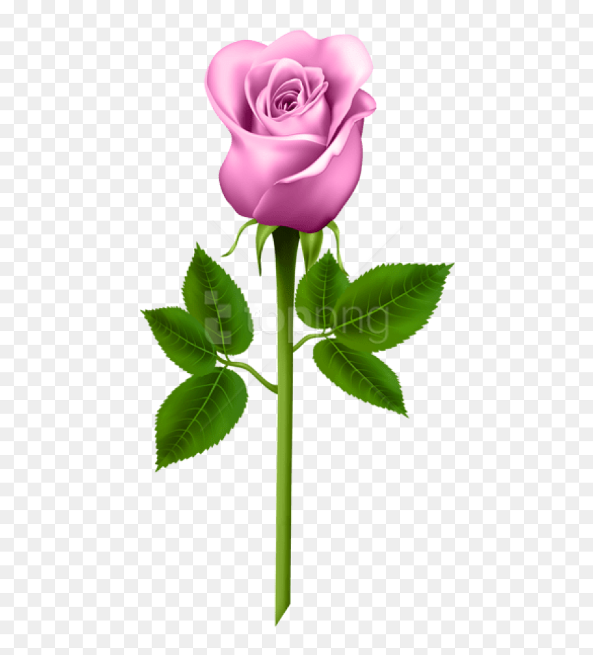 Free Png Download Pink Rose Png Images Background Png - Rose Flower Good Mornings, Transparent Png - rosespng