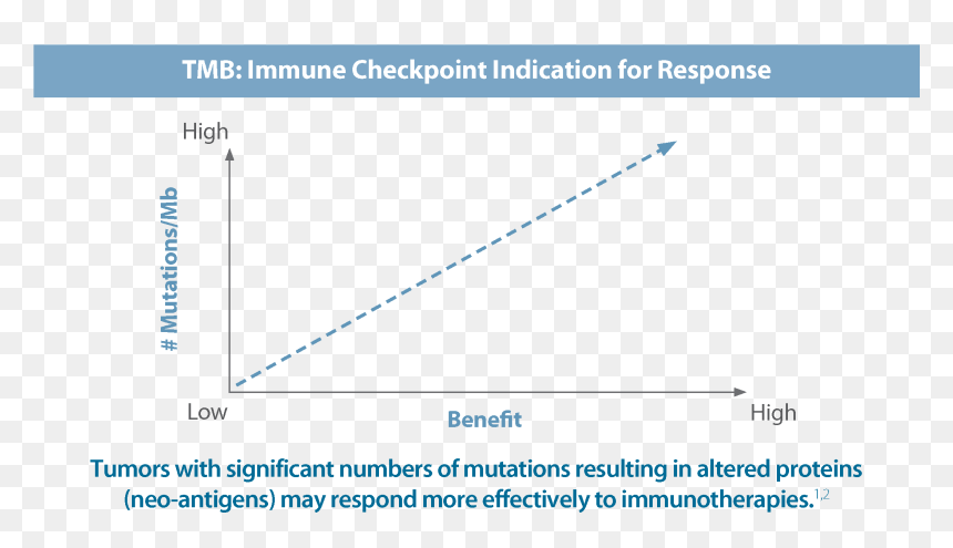 Tumor Mutational Burden Tmb, HD Png Download - tumor png
