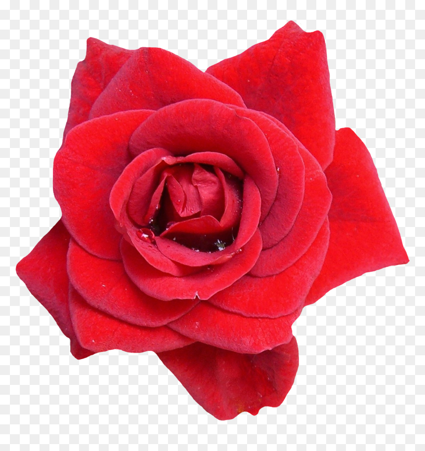 Transparent Background Red Flower Png, Png Download - rose png