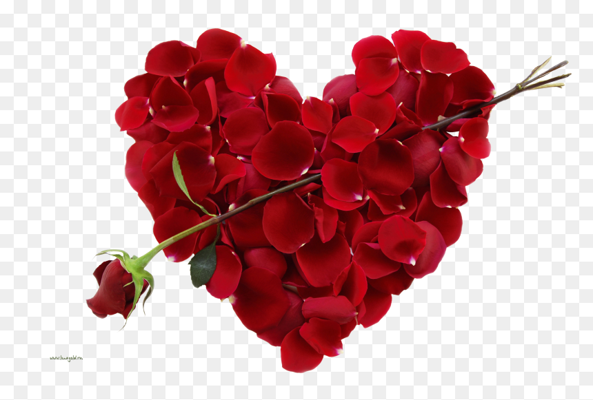 Valentines Day, HD Png Download - rose png