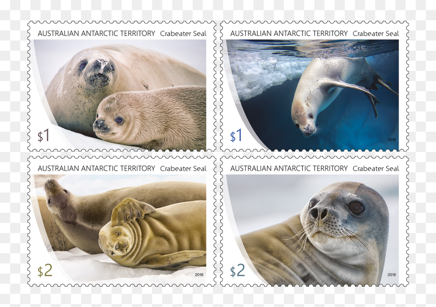 Crabeater Seal In Stamps, HD Png Download - elephant seal png
