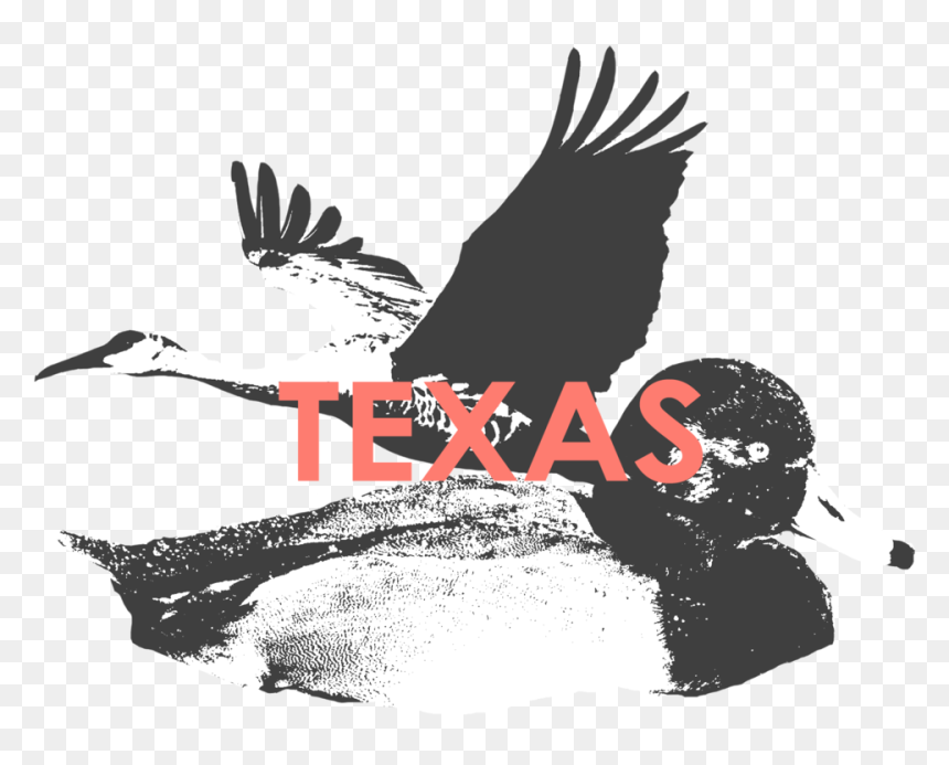 Texas - Hawk, HD Png Download - texas.png