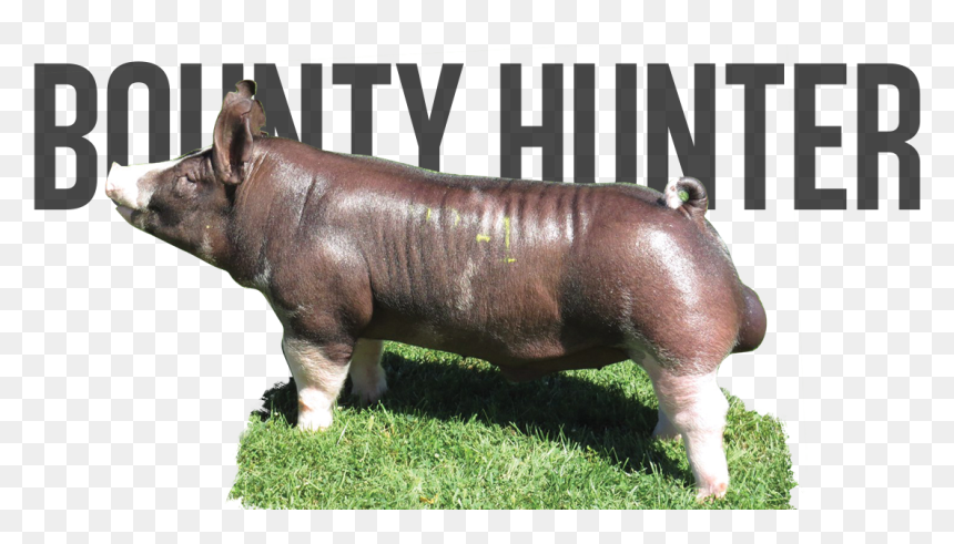Domestic Pig, HD Png Download - bounty hunter png