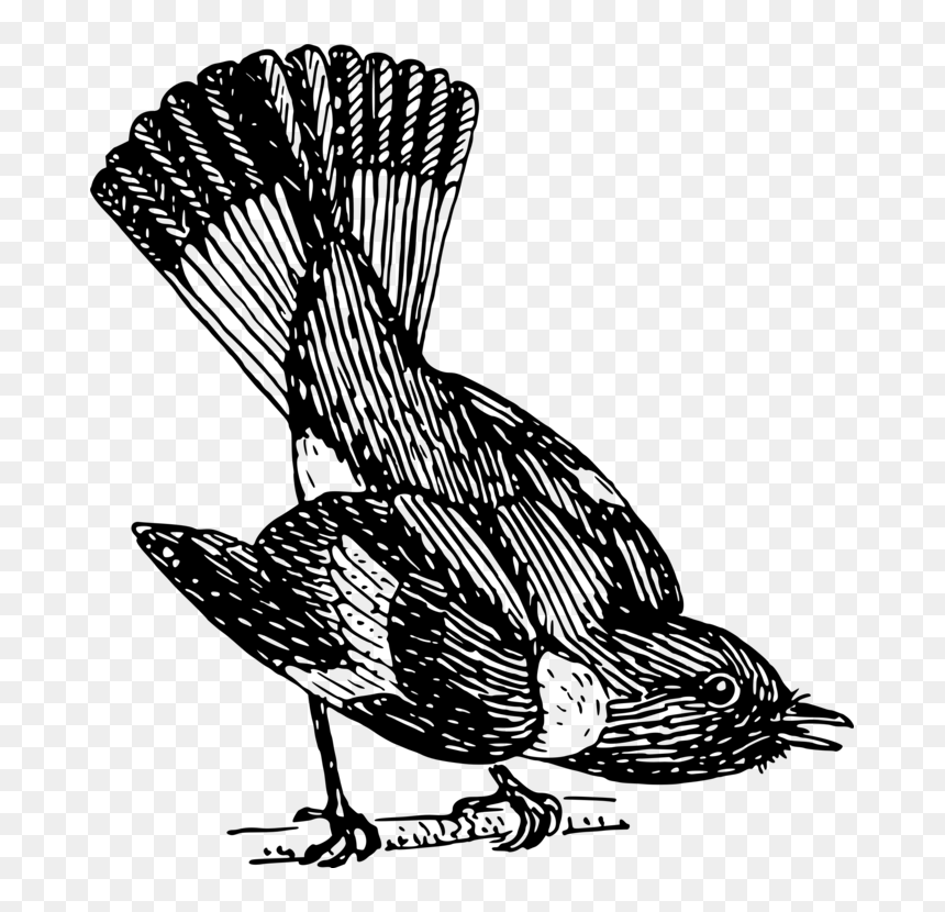 Turkey,line Art,drawing - Redstart, HD Png Download - turkey vector png