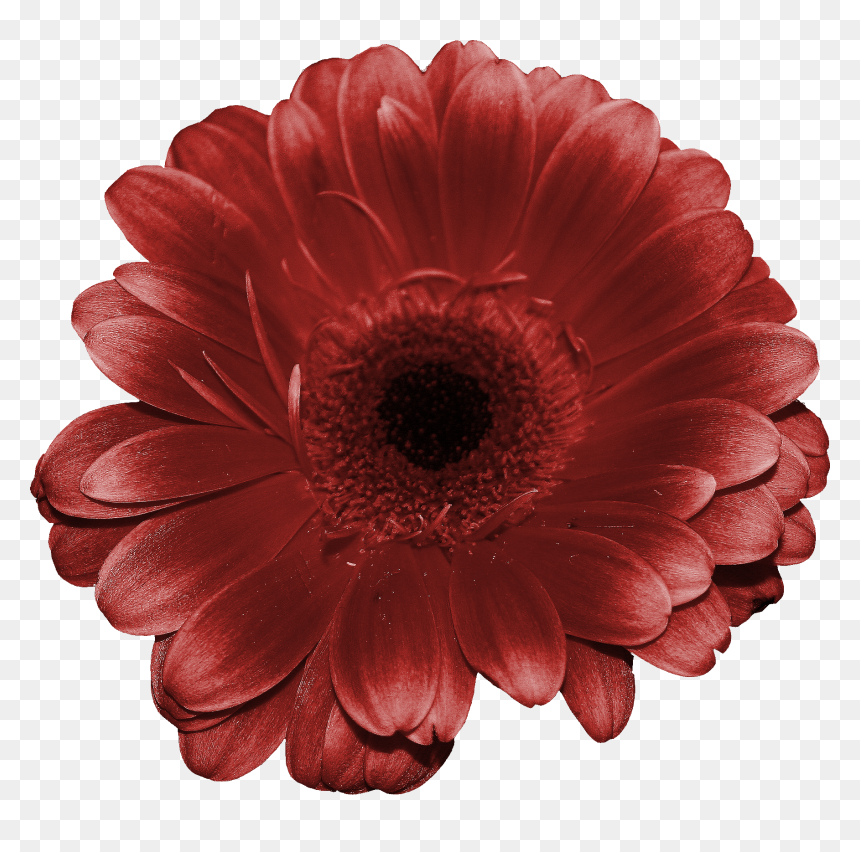 Flower, HD Png Download - flores en png