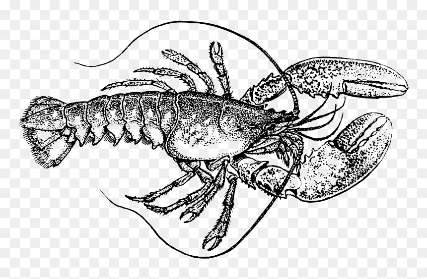 Lobster - Lobster Black And White, HD Png Download - larry the lobster png