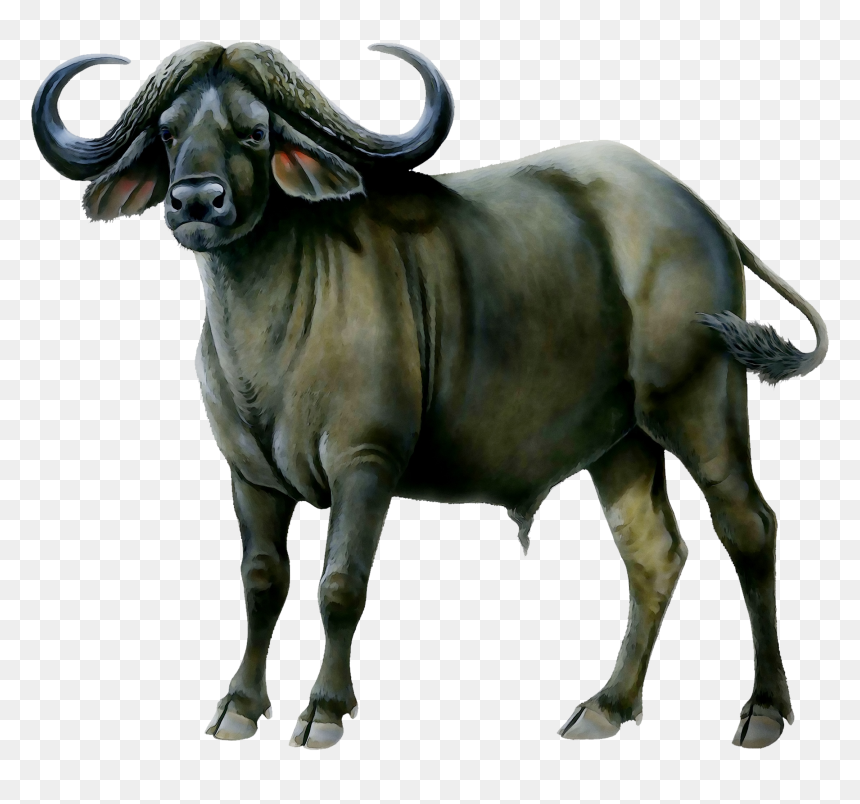 Water Buffalo American Bison African Buffalo Portable - African Buffalo White Background, HD Png Download - m.bison png