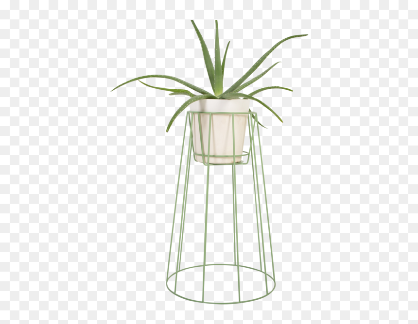 Large Sea Green - Houseplant, HD Png Download - sea plant png