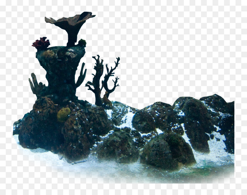 Statue, HD Png Download - sea plant png