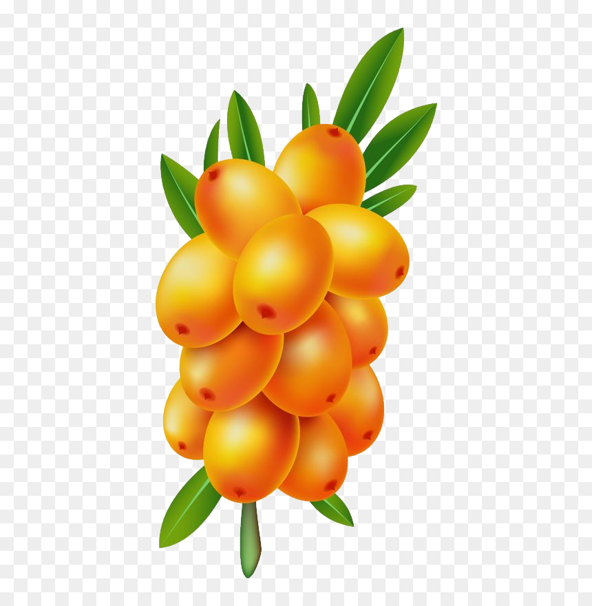 Sea Buckthorn Png - Sea Buckthorn Clipart, Transparent Png - sea plant png