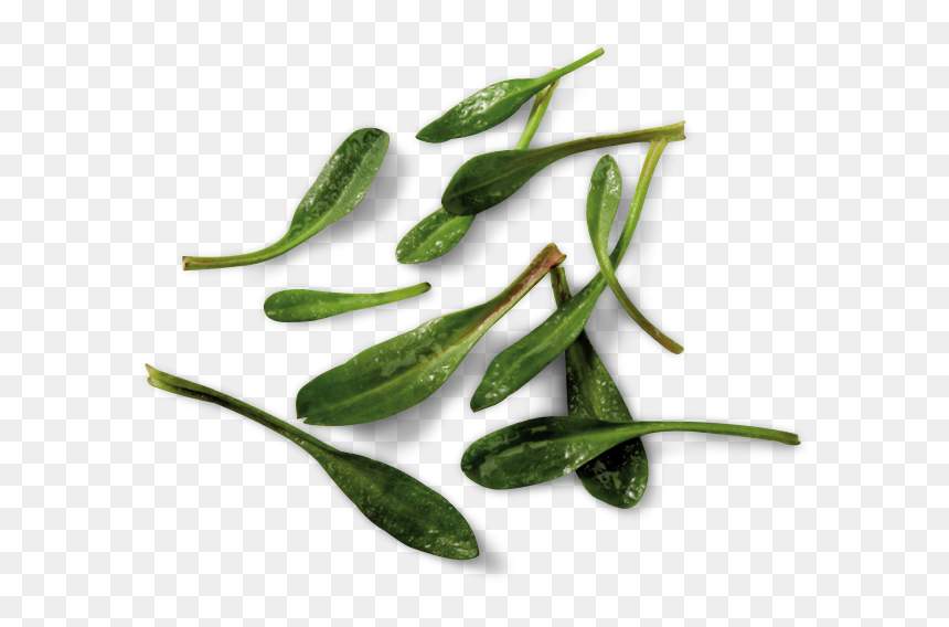 Lamsoren - Lamsoor Recept, HD Png Download - sea plant png