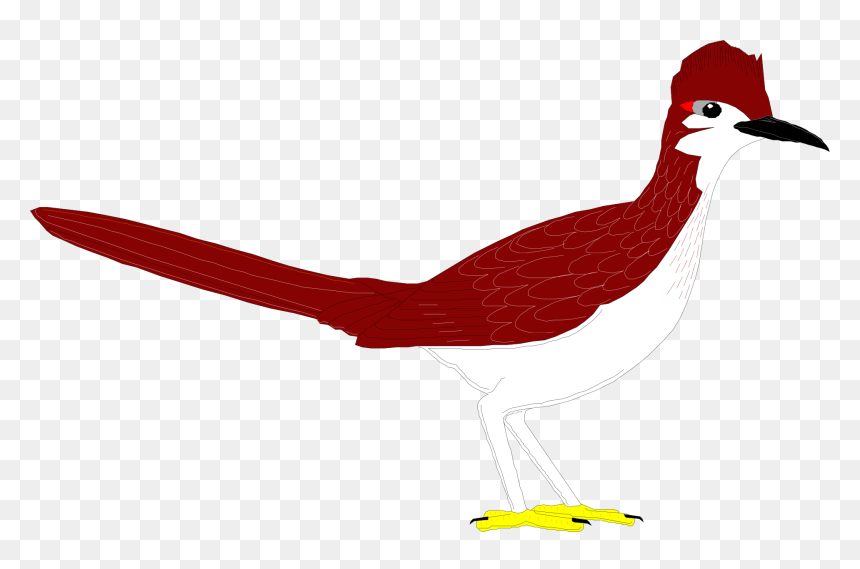 Coyote And The Road Runner Clip Art - Roadrunner Bird Clipart Running, HD Png Download - red feather png