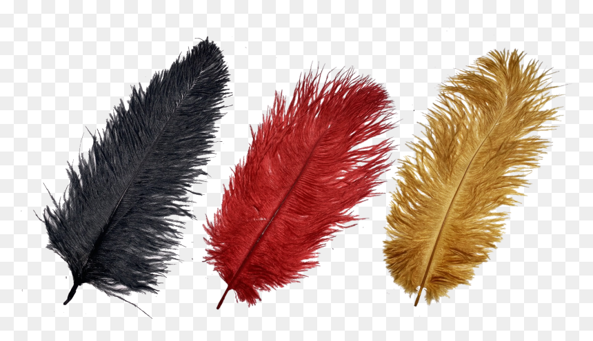 Grass, HD Png Download - red feather png