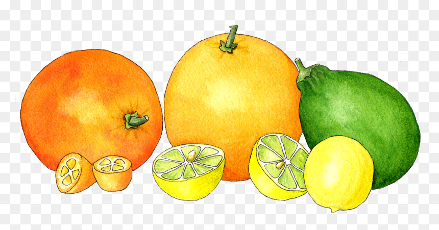 Watercolor Citrus, HD Png Download - watercolor pumpkin png