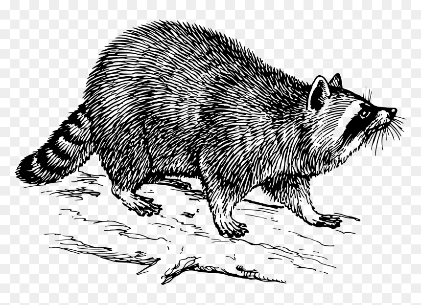 Transparent Raccoon Clipart - Raccoon Clipart Black And White, HD Png Download - raccoon face png