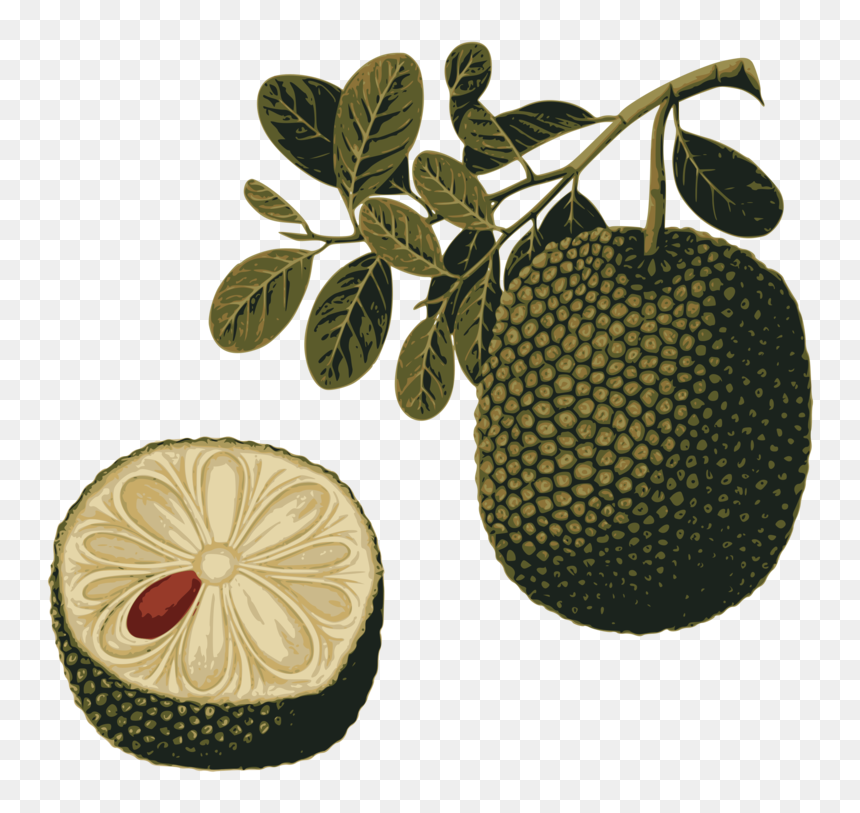 Food,fruit,tropical Fruit, HD Png Download - tropical fruit png